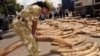 Alleged Ivory Trafficker Pleads Not Guilty