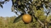 If You Want to Grow Apples, Choose the Tastiest