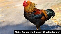 Rooster