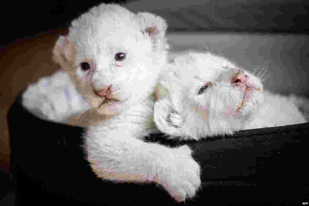Two white lion cubs, named Nala and Simba, lay in their basket at the association "Caresse de tigre", at La Mailleraye-sur-Seine, northwestern of France.