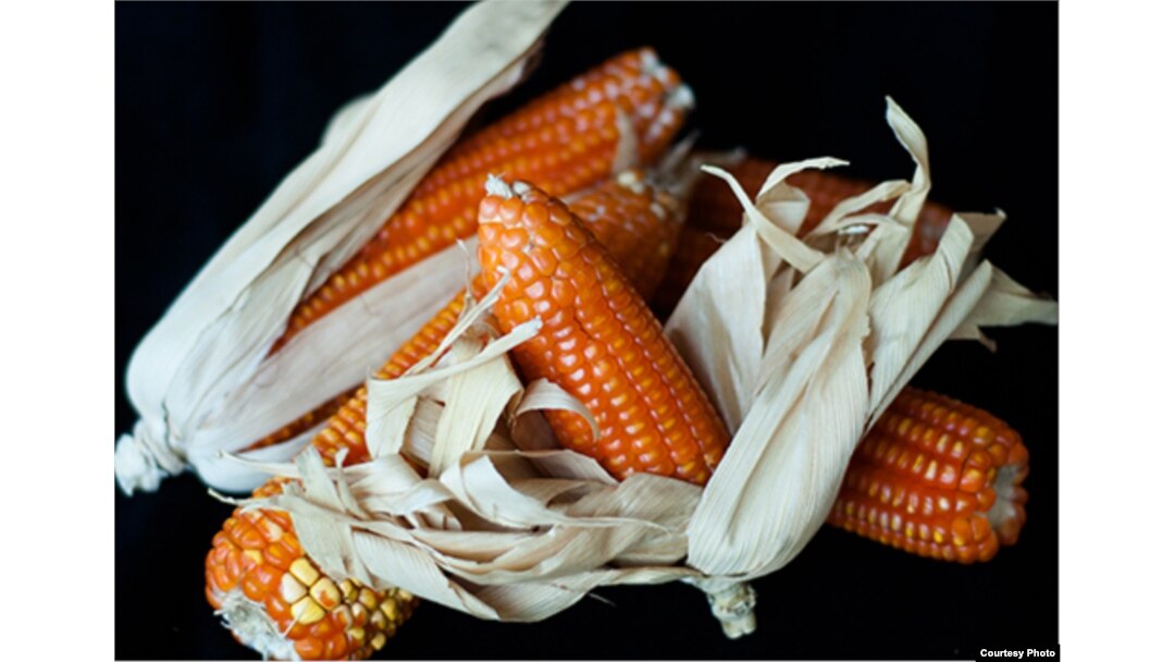 Vitamin A Maize Corn from HarvestPlus