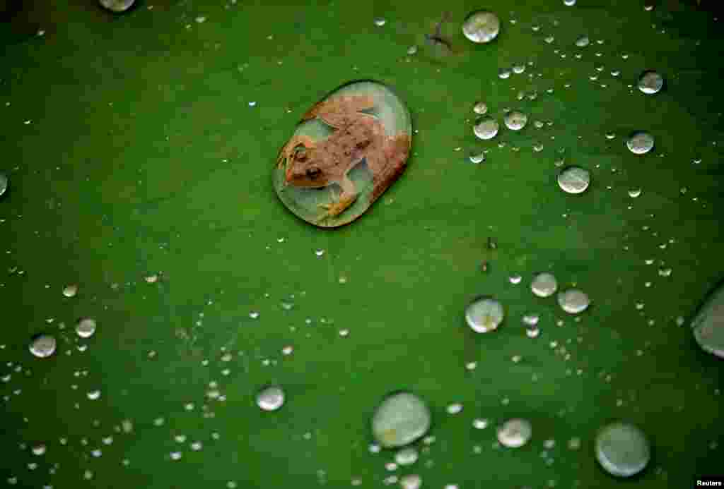 A frog is pictured on the leaf of a lotus after the rain at a pond in Lalitpur, Nepal.