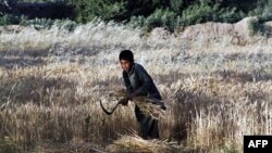 Một cậu bé gặt lúa mì trong cánh đồng của gia đình ở ngoại ô thủ đô Kabul, Afghanistan