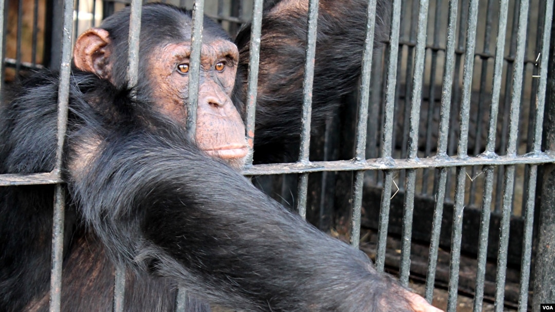 A chimp reaches for food at Ngamba Island Chimpanzee Sanctuary, Uganda, November 8, 2012. (H. Heuler/VOA)