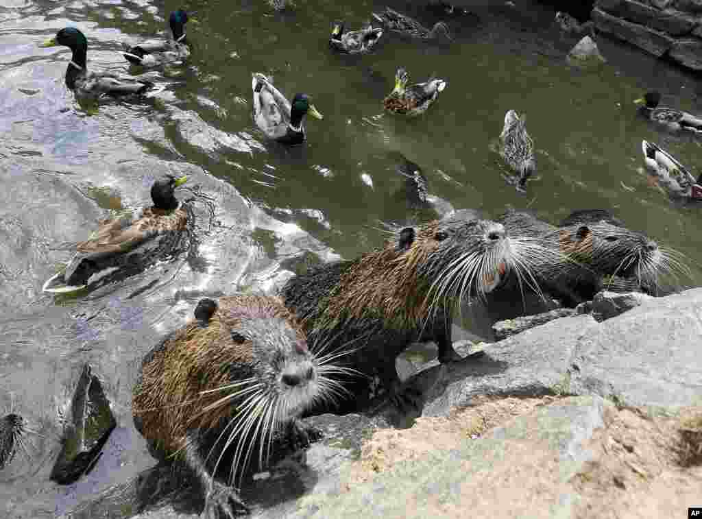 Nutrias gather at the shore of a small river in Frankfurt, Germany.