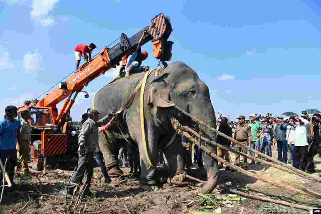 A tranquilized wild elephant that killed five villagers during a 24-hour rampage before being caught is lifted up with a crane as it is transported in Rongjuli forest division in western Assam's Goalpara district, India.