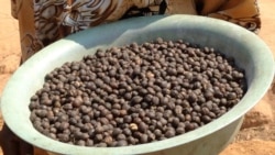 Produtores de café querem pôr Angola no topo – 3:39