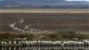 FILE - A flock of sheep drink from a dam at the edge of the dried-up Lake George, about 250 kilometers (155 miles) southwest of Sydney, Australia, on March 3, 2015. Australian researchers have developed technology to produce water from hot air. 