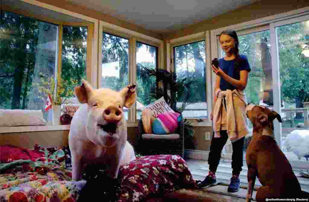 Swedish environmental activist Greta Thunberg meets Esther the Wonder Pig during her visit to Esther's animal sanctuary in Campbellville, Ontario, Canada, Oct. 2, 2019 in this photo obtained from social media.