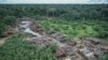 Scientists Warn New Brazil President May Smother Rainforest
