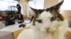Study: Cats Not Linked to Mental Illness
