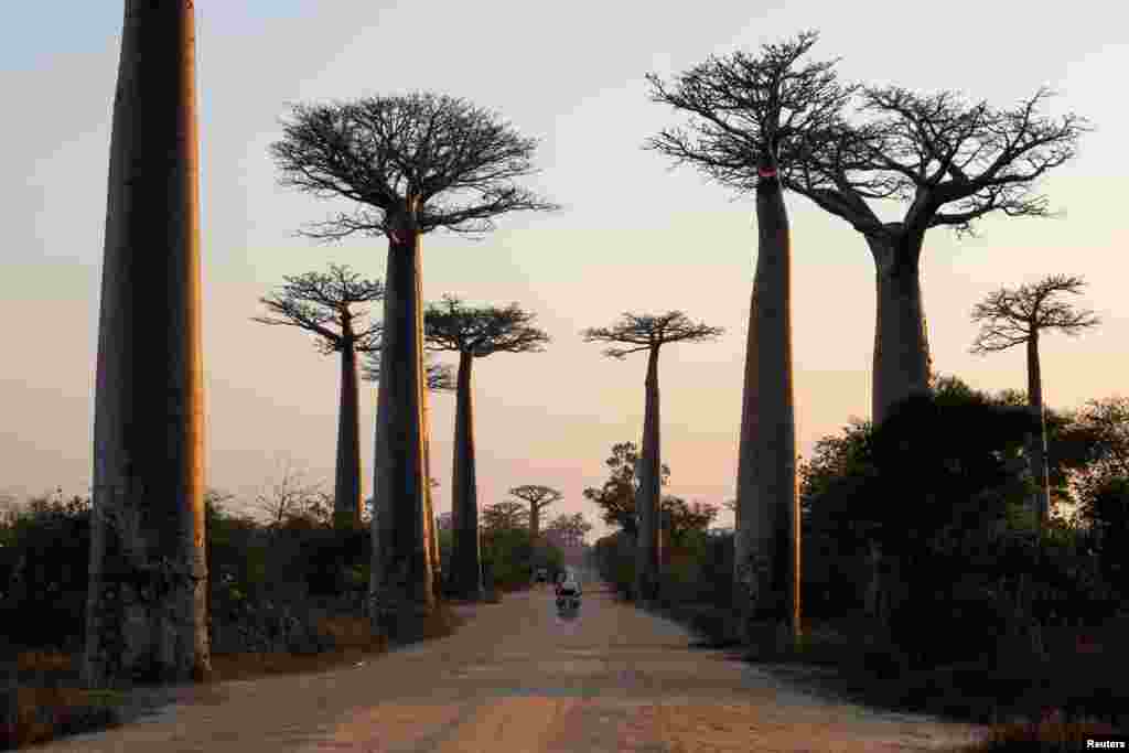 A motorcycle drives between Baobab trees at Baobab alley near the city of Morondava, Madagascar.