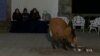 Former Brazilian Seminary Offers Sanctuary for Threatened Wolves