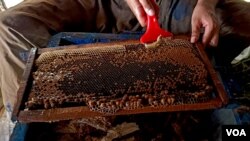 Trong đó số 90% lượng mật ong được tiêu thụ thông qua kênh xuất khẩu của Việt Nam, có đến 95% là xuất khẩu vào thị trường Mỹ.