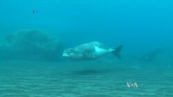 Monaco Prince Commits to Study, Protect Endangered Monk Seals