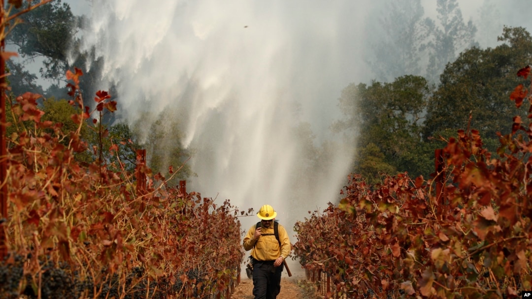 Firefighter Chris Oliver walks between grape vines as a helicopter drops water over a wildfire burning near a winery Saturday, Oct. 14, 2017, in Santa Rosa, Calif.