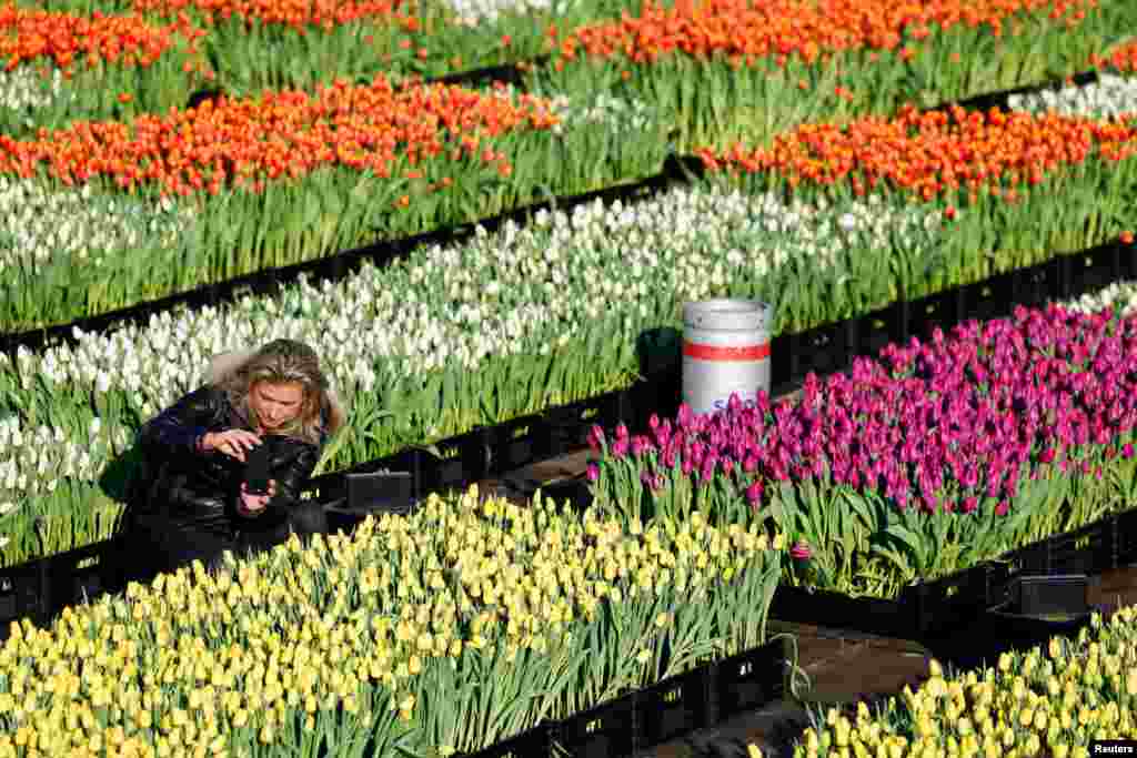 A woman takes pictures of tulips at a picking garden with over 200,000 tulips created by Dutch tulip growers on the Museumplein for National Tulip Day in Amsterdam, Netherlands, Jan. 21, 2023.