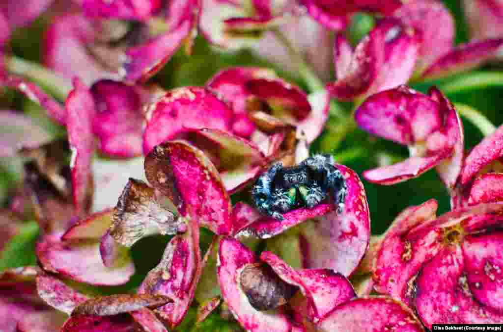 A jumping spider hides in a withering hydrangea flower in a garden in Virginia.