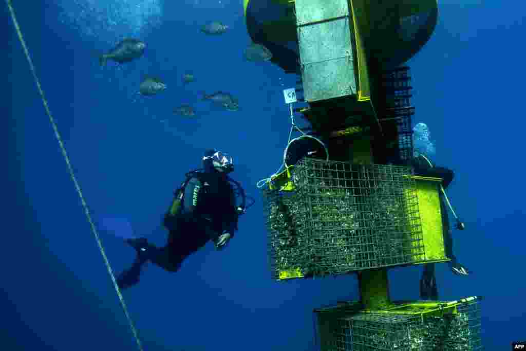 A diver of Ecocean checks "Biohuts installed in May 2019 to study the migratory flows of fishes as part of the project "CONNEXSTERE", off Leucate, southern France, Sept. 18, 2019.