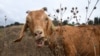 Goats Help Save Reagan Library From Wildfires
