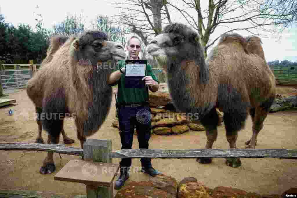 A zookeeper interacts with camels during the annual stocktake at ZSL London Zoo in London.