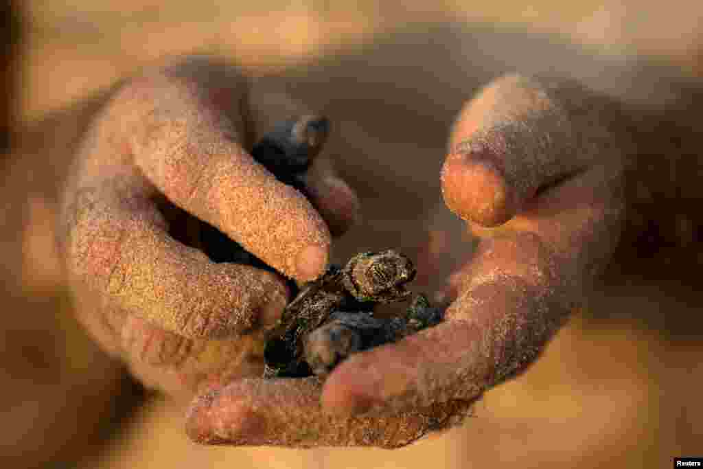 A child holds a newly-hatched baby sea turtle born at a protective nesting site set-up as part of the Israeli Sea Turtle Rescue Center's conservation programme, at a beach near Mikhmoret north of Tel Aviv.