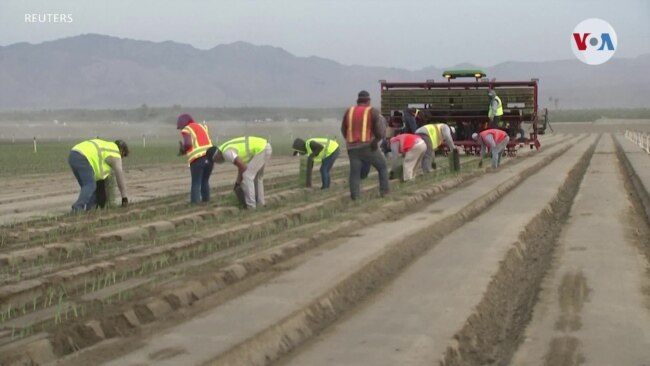 Campesinos tienen mayor riesgo de COVID-19 durante verano de crisis en California