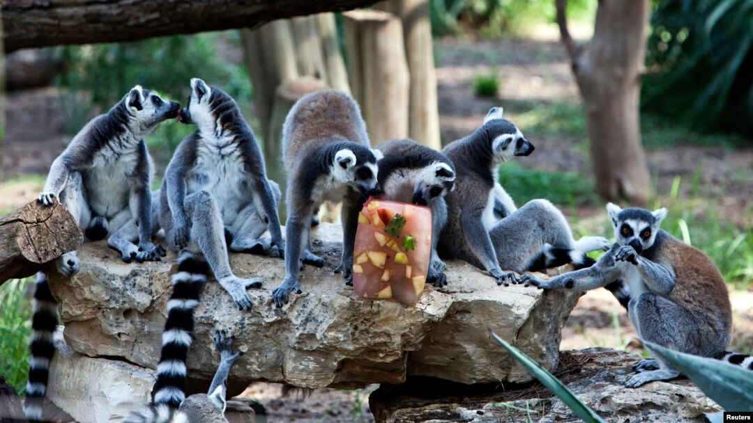 FILE - Ring-tailed lemurs enjoy a frozen treat on a summer's day, Ramat Gan Safari, near Tel Aviv, July 12, 2012.