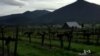Oregon Wineries Branch Out to Legal Marijuana
