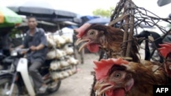 Gà được vận chuyển đến chợ bán gia cầm ở phía nam Hà Nội