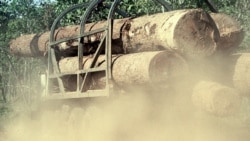 Moçambique perdeu quatro milhões de hectares de florestas nos últimos 15 anos