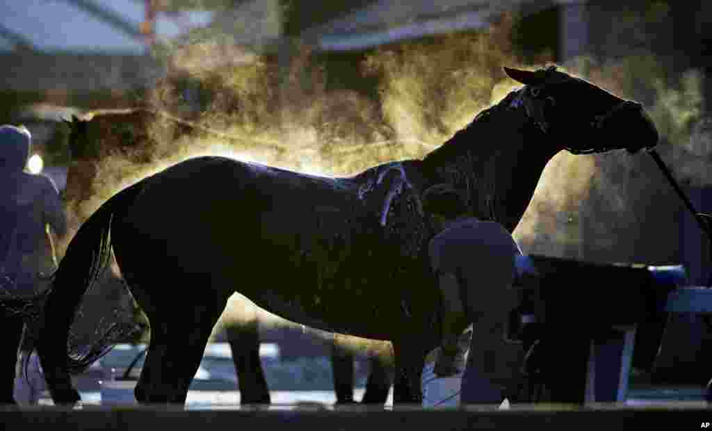 Horses get baths after morning workouts at Churchill Downs in Louisville, Kentucky.