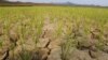 FILE - Rice plants sprout from cracked, dry earth in Ryongchon-ri, North Korea, June 22, 2012.