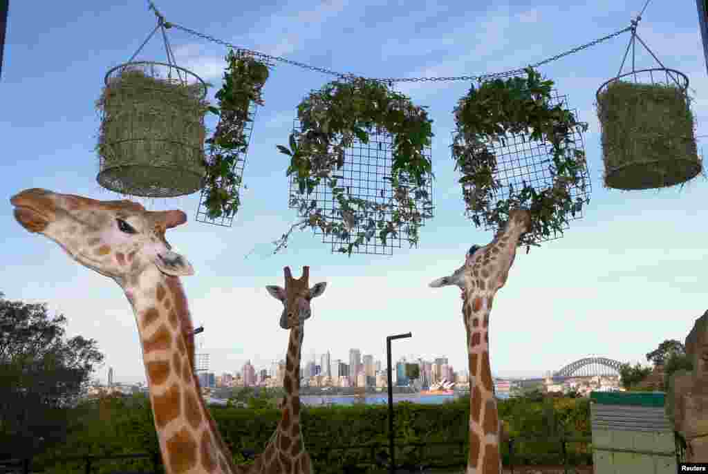 The Sydney Opera House and Harbor Bridge can be seen behind giraffes as they eat leaves shaped into the number 100, during centenary celebrations at Sydney's Taronga Zoo, Australia.