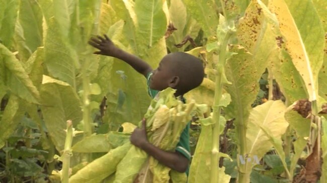 Sub-Saharan Africa's Dependence on Child Labor Affects Development