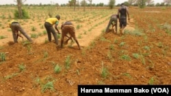 Malam Bello Abba Yakasai masani kan harkokin noma ya yi karin haske akan matsalar tsaro ga manoma da hanyoyin magance wannan matsala