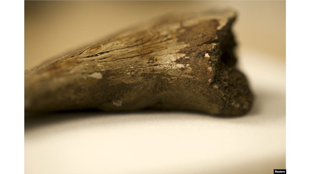 An ungual claw from an indeterminate theropod where the erythrocyte-like structures were found, is pictured in this undated handout photo provided by Laurent Mekul, June 9, 2015