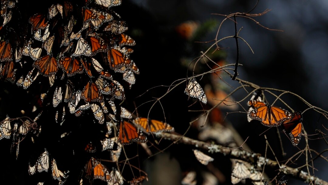 Monarch Butterflies preparing for winter near in Mexico. (AP Photo/Rebecca Blackwell)