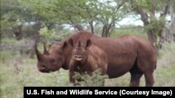 Rhino
