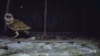 Indonesian Village Takes Natural Approach to Pest Control