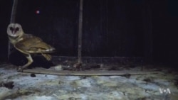 Indonesian Village Takes Natural Approach to Pest Control