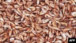 VN kiện Hoa Kỳ về thuế chống bán phá giá tôm nhập khẩu