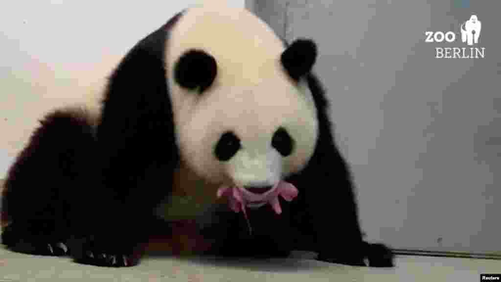 Panda Meng-Meng carries one of her newborn twin cubs in her mouth at Berlin Zoo, Berlin, Germany.