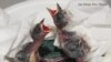 Endangered Hawaiian Birds Get Second Chance