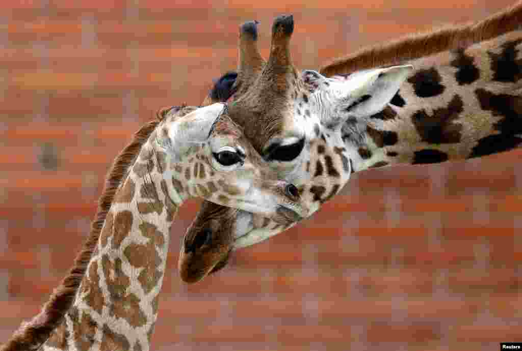 A newly born baby Rothschild's giraffe is seen inside its enclosure at Liberec Zoo in Liberec, Czech Republic.