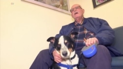 Researchers Test Cannabis Drug for Dogs' Pain, Seizures