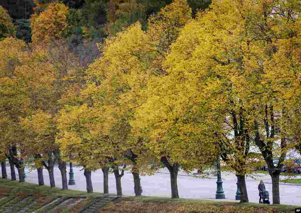 A woman with a baby stroller walks past autumnal trees during a cloudy day in Vilnius, Lithuania.