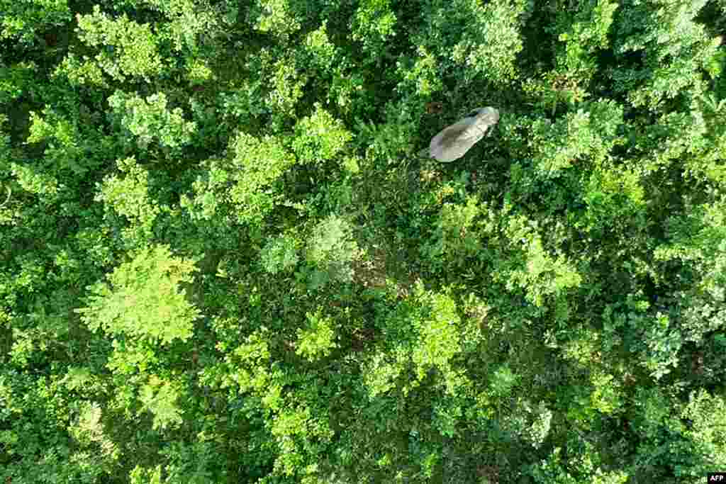 Rogue elephant Laden is seen walking inside Rongjuli forest range in Goalpara district of Assam state. Indian forest officials have launched a search for the elephant that has trampled and killed five villagers.