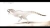 Newly ID'd Fossil Shows Unique African Dinosaurs