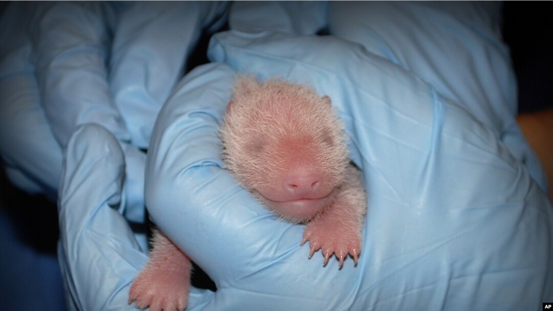 In this photo provided by the Smithsonian's National Zoo, a member of the Zoo's panda team performs the first neonatal exam Sunday, Aug. 25, 2013, on a giant panda cub born two days prior in Washington. 